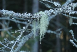 Beard moss and lichen on tree branch