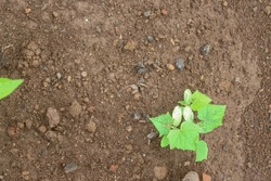 Young cucumber plants emerging from the ground.
Cucumber, zucchini, or cucumber (Cucumis sativus) is a plant that produces edible fruit.