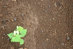 Young cucumber plants emerging from the ground.
Cucumber, zucchini, or cucumber (Cucumis sativus) is a plant that produces edible fruit.