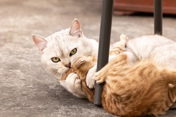 two cats fighting with each other