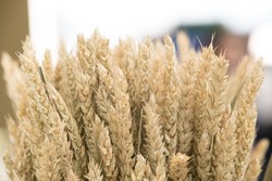Sheaf of ripe ears of wheat. Spikelets close-up. Ears of golden wheat close-up. Rich harvest concept.