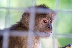 A young monkey in a cage looks to the right. Monkeypox danger concept.