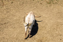 West coast long horn bull