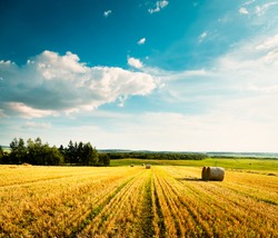 Summer Landscape with Mown Wheat Field on the Background of Beautiful Clouds. Agriculture Concept. Toned Photo. Copy Space.
