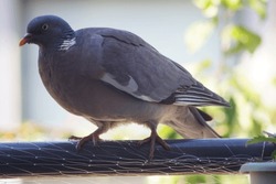 Pidgeon portrait in the balcony. Bird feeder hanging in a brick wall. Close up