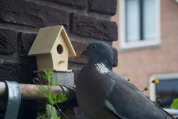Pidgeon portrait in the balcony. Bird feeder hanging in a brick wall. Close up