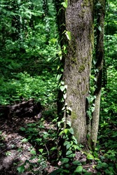 a tree in a forest with ivy growing up its trunk.  interplay between the strength of the tree and the wildness of the ivy