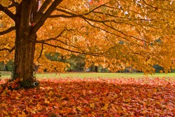 fall leaves trees