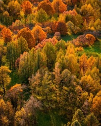 Top view of the autumn yellow-green forest from a drone