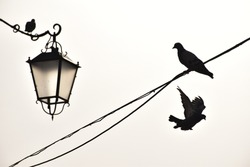 Pidgeons on a lamp and on telephone wires in Venice, Italy