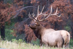 A very large bull elk standing over the edge of a hill in front of beetle killed pine trees