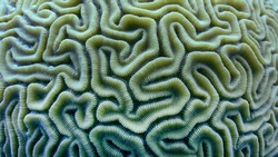 Coral from a Tropical Reef