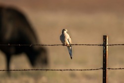 Lonsome Dove on a Fence with a Cow in the Background