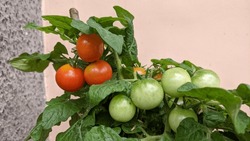 Cherry tomato (Solanum lycopersicum var. cerasiforme) fruit change color from green to red when it ripe and ready for harvest. 
