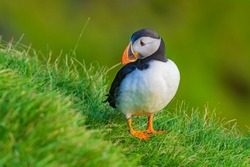 Puffins are any of three species of small alcids (auks) in the bird genus Fratercula. These are pelagic seabirds that feed primarily by diving in the water.