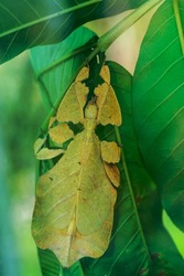 asian phyllium pulchrifolium giganteum leaf insect walking leave, Bali, Indonesia wildlife