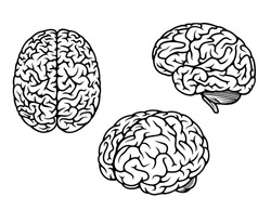 Human brain in three planes for medical, genetics and healthcare design or idea of logo