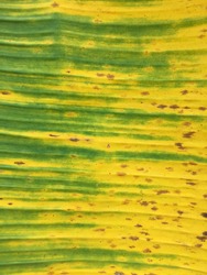 autumn banana leaf texture