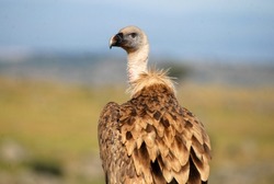 Carrion vulture in fields of Castilla y Leon