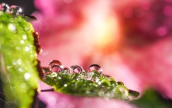 Reflection of pink flower in water droplets on green fern leaves, on pink blurred background.