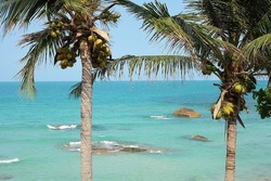 Sea, vacation, summer. beach, palm trees with coconuts.Koh Samui Island Thailand.Crystal Bay Beach.Silver Beach.