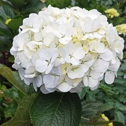 Hydrangea flowers are very unique. This flower can change color, ranging from white, red, to purple. Color changes in hydrangeas indicate the natural pH levels in the soil content.
