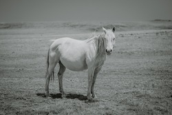 black and white wild horse mare pregnant mare portrait mustang