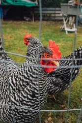 two Barred Plymouth Rock Chickens behind backyard fence