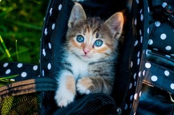 Tricolor kitty with blue eyes in a carrier