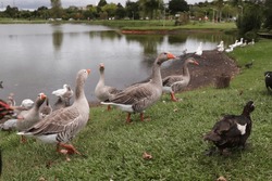 How Beautiful Ducks Enjoy a Sunny Day While Swimming in the Serene Nature of Campo Largo, Lake park, Paraná, Brazil