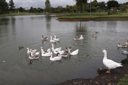 How Beautiful Ducks Enjoy a Sunny Day While Swimming in the Serene Nature of Campo Largo, Lake park, Paraná, Brazil