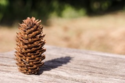 Fir cone stands on a wooden surface on the background of autumn park. Beautiful fir cone with copy space under the natural light of the evening sun