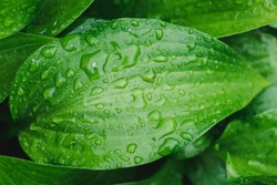 Leaf with water drops. Beautiful natural background. Fresh green leaf of lily with dew. Drops macro. Closeup leaf.