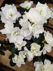 White azalia flowers of a small plant
