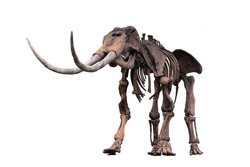 an ancient skeleton of a prehistoric animal isolated on a white background