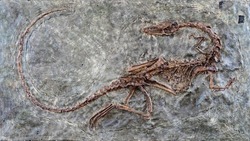 fossilized scary petrified Velociraptor dinosaur fossil remains in stone with details of the skeleton with skull