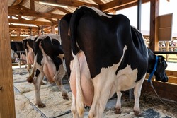 Cows on dairy farm. Cows breeding at modern milk or dairy farm. Cattle feeding with hay. Cattle breeding rear view milk udder