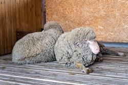 Sheep stable. Group of sheep domestic animals in barn Farming breeding and food production. wool production