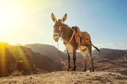 Donkey in Petra ancient town. Donkey portrait close up, Jordan