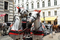 Imperial horses in Vienna with red accessories in city center