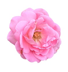 pink damask rose flower on white background