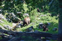 A brown bear family, mom with two cubs, spotted in the Swedish national park forest