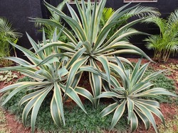 Tanaman Abad, Century plants, Agave Americana is a species of flowering plant in the Asparagaceae family. This plant is native to Mexico