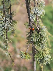 Ladybirds on a coniferous branch and green blurred background. Nature concepte. Ladybugs on the tree.