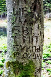 close-up of a names and date carved into a tree trunk as an example of vandalism