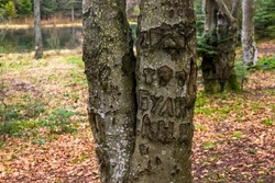 close-up of a names carved into a tree trunk as an example of vandalism. Text translated as 'Ann was here'