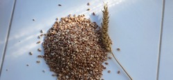  Wheat seeds with spikelet on a white background. The topic of rising grain prices in the world due to economic downturn and low yields