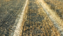 Fields fire burnt barley after blaze wild drought dry flame black earth ground catastrophic pity damage Hordeum vulgare vegetation cereals stand green natural disaster down, drone aerial