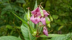 Himalayan balsam invasive Impatiens glandulifera bloom flower blossom detail, expansive species dangerous plants Asia neophyte, closeup, ornamental touching jewelweed western honey insects collect