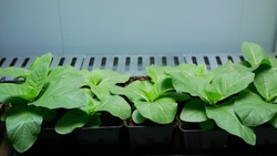 Tobacco Nicotiana tabacum science biotechnology phytotron laboratory flower leaves leaf gmo, research medical plants experimental for medicinal purposes, genetically modified organism